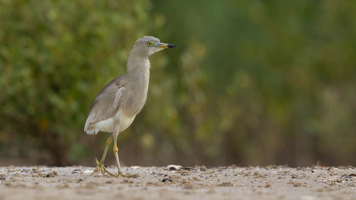 Indian Pond-Heron - ML618976252