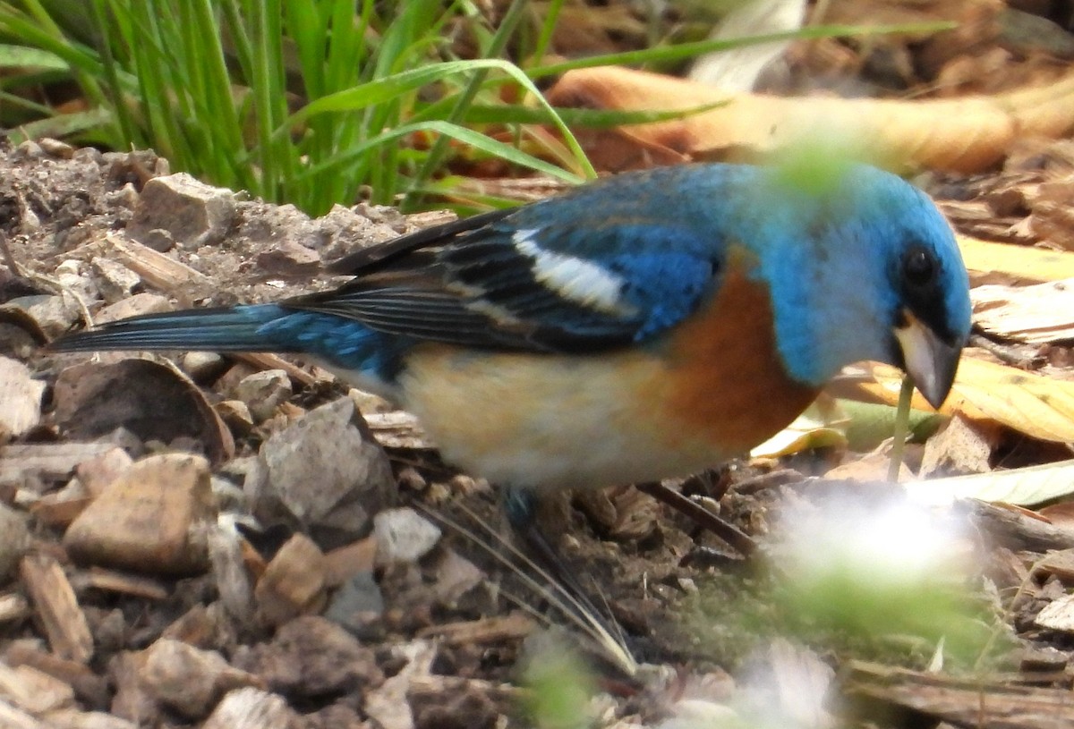 Lazuli Bunting - ML618976265