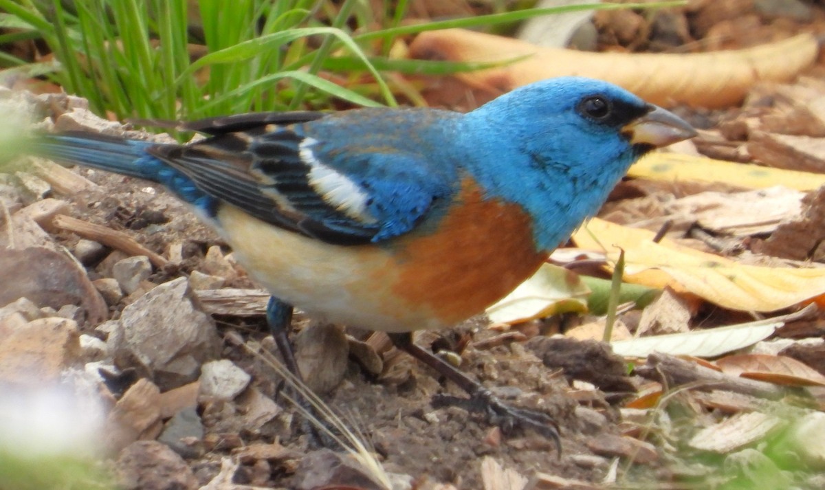 Lazuli Bunting - ML618976268