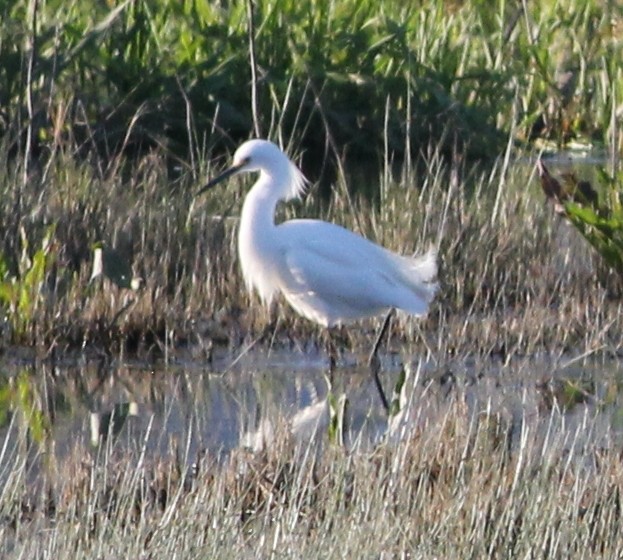 Snowy Egret - Kayla  Bass