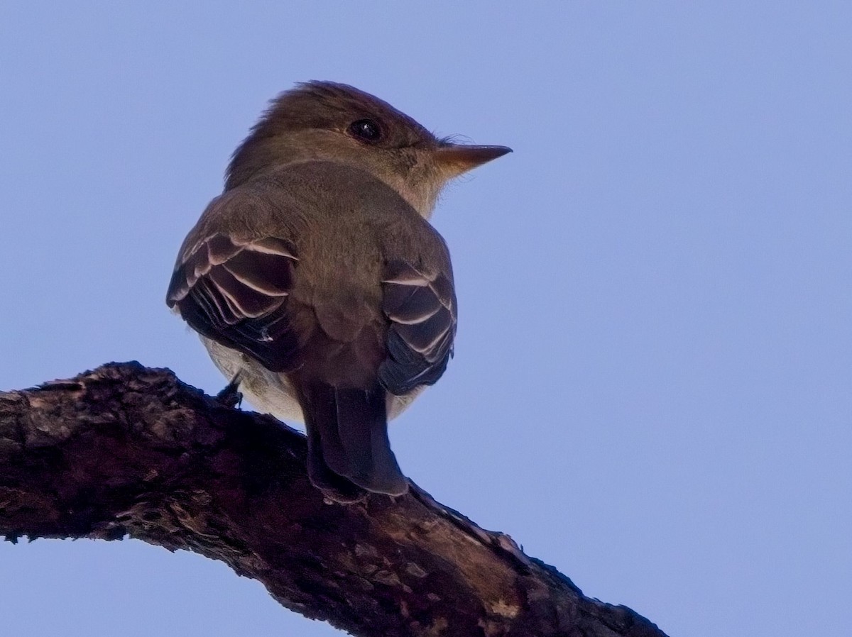 Western Wood-Pewee - Blair Bernson