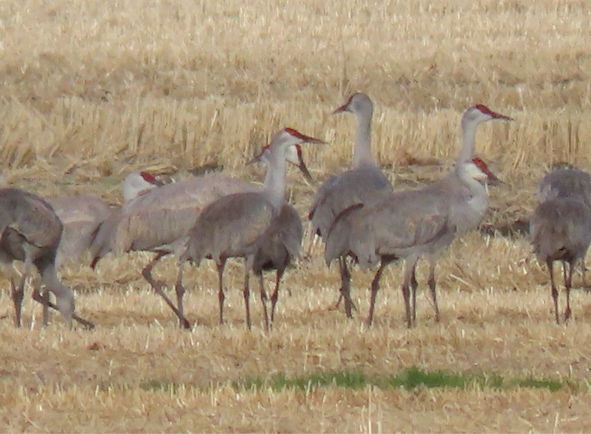 Sandhill Crane - ML618976315