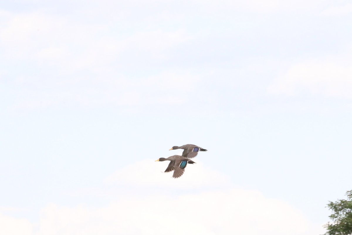 Yellow-billed Duck - Nyreen Roberts