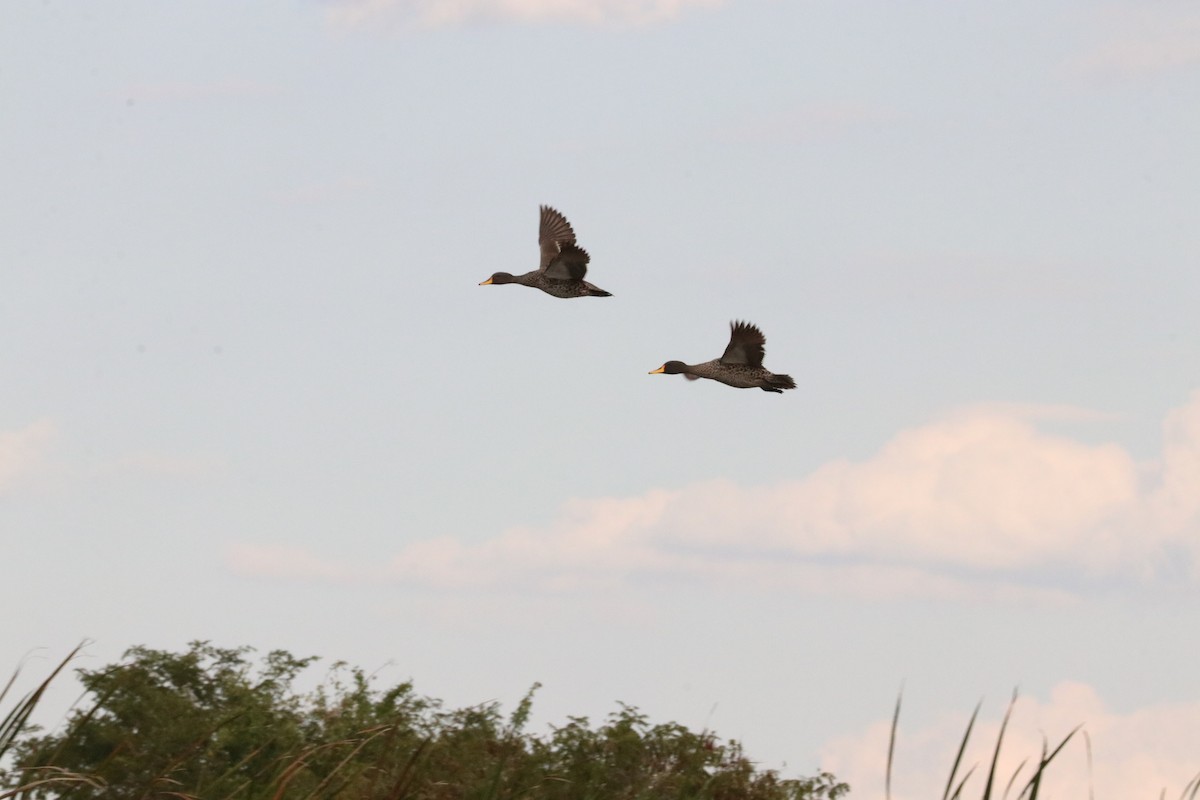 Yellow-billed Duck - ML618976335