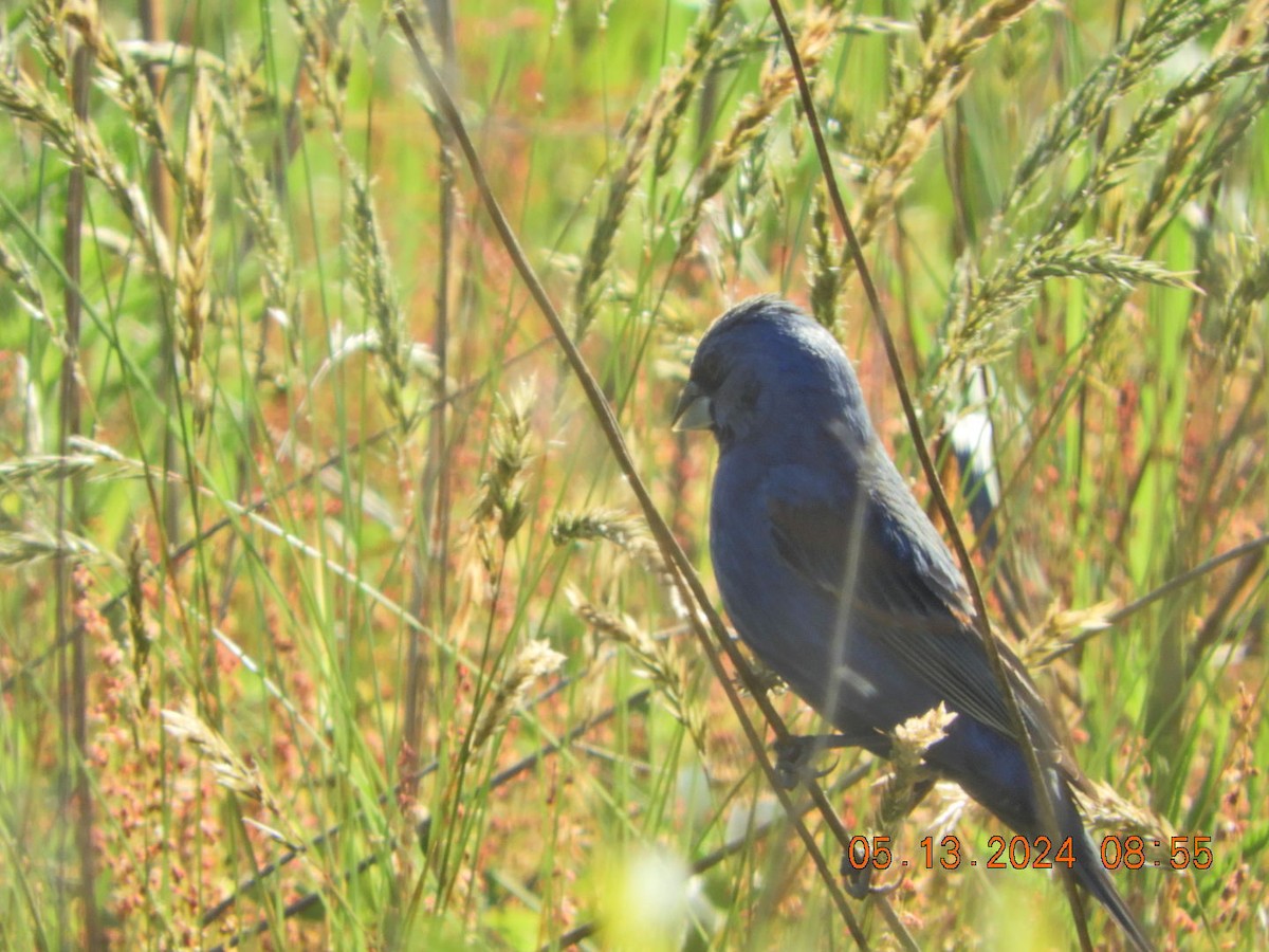 Blue Grosbeak - Charles  Ritter