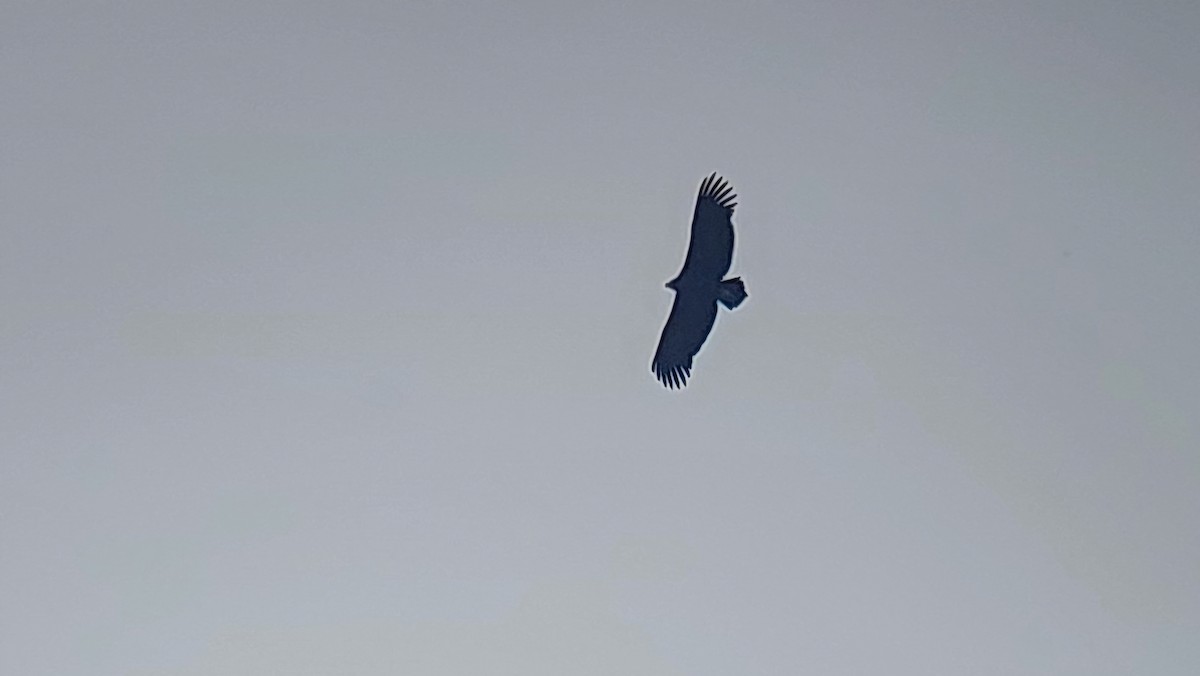 Cinereous Vulture - ML618976350