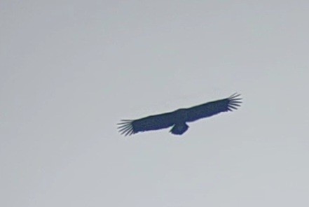 Cinereous Vulture - ML618976351