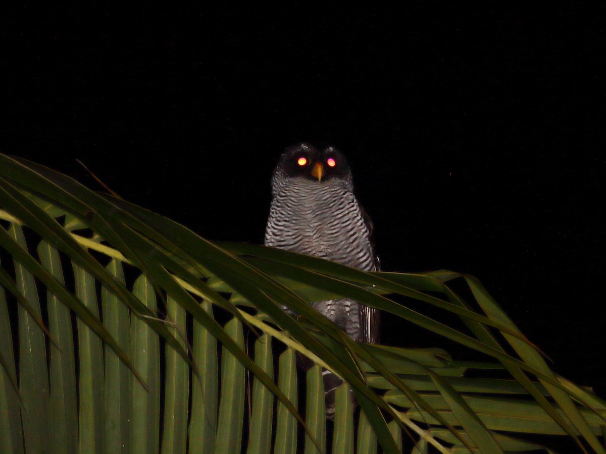 Black-and-white Owl - Keith Valentine