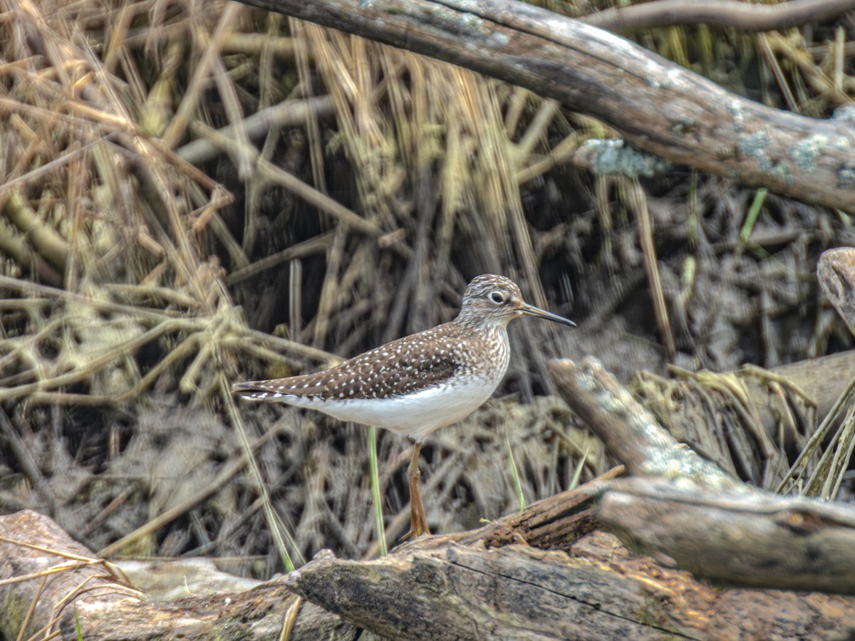 Solitary Sandpiper - ML618976364