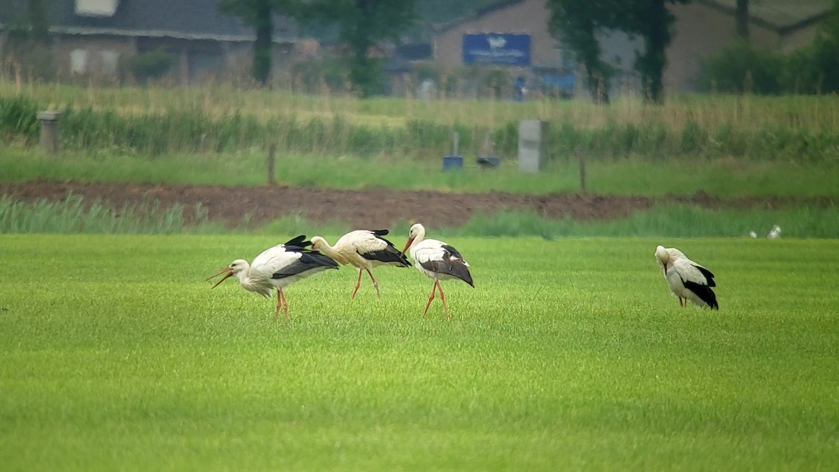 White Stork - ML618976374