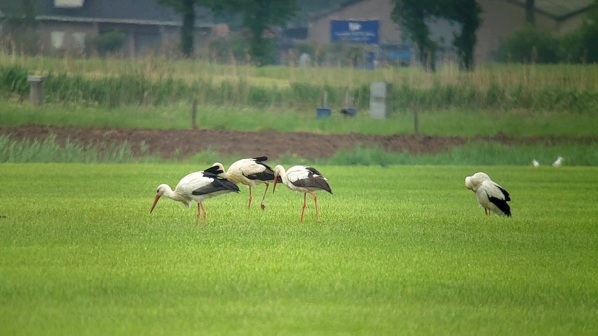 White Stork - ML618976375