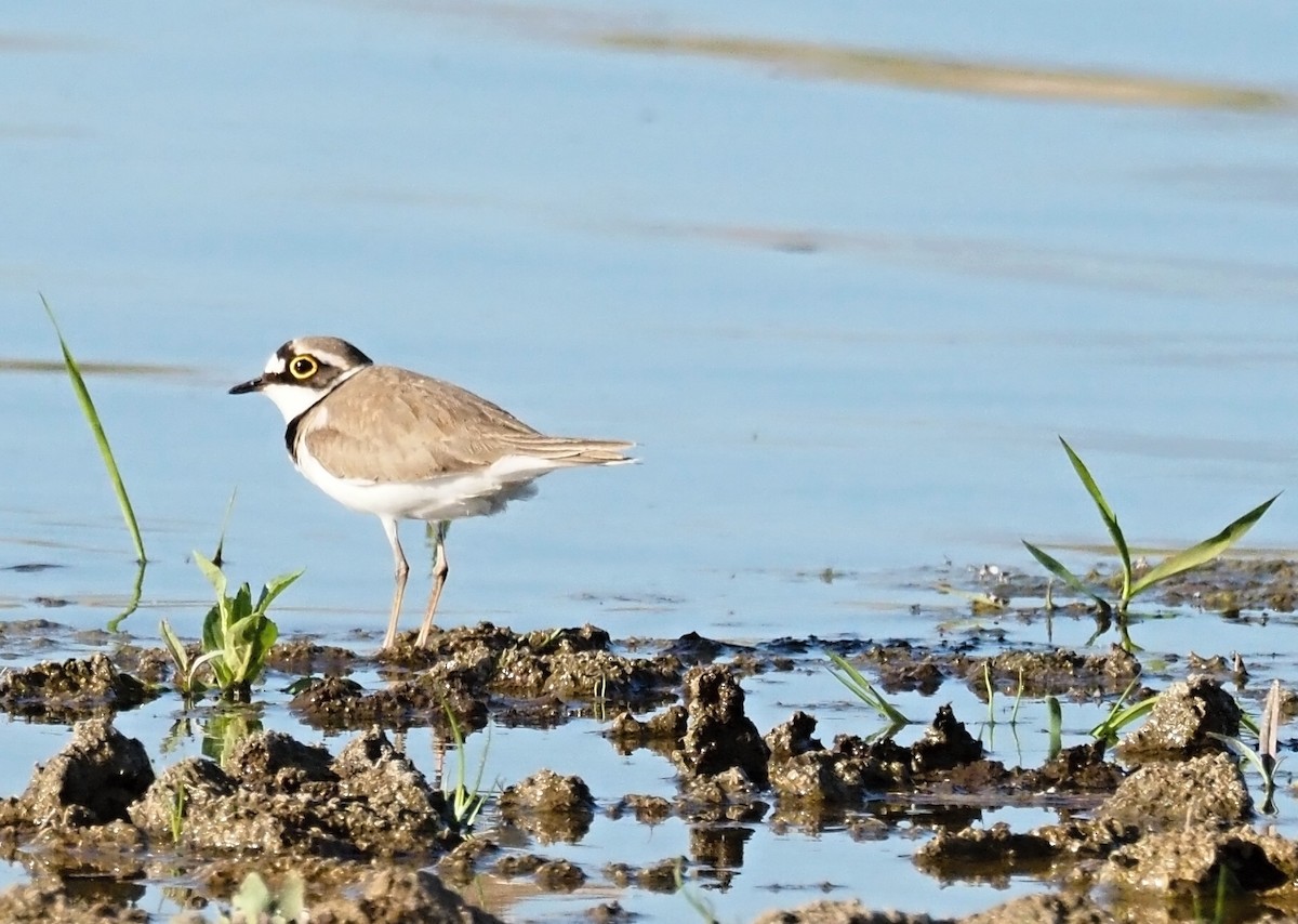 Little Ringed Plover - ML618976385