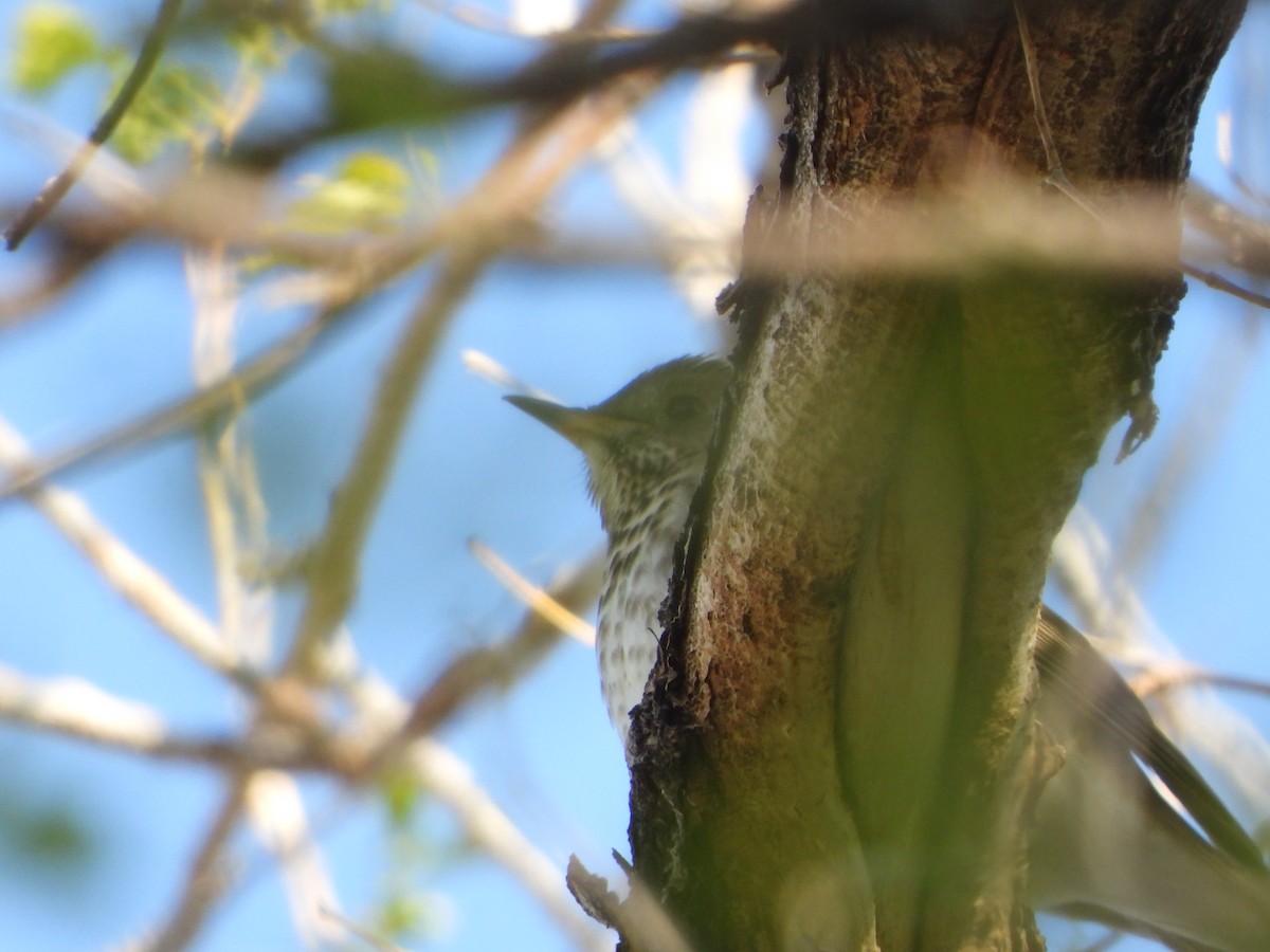 Gray-cheeked Thrush - Cole Sage