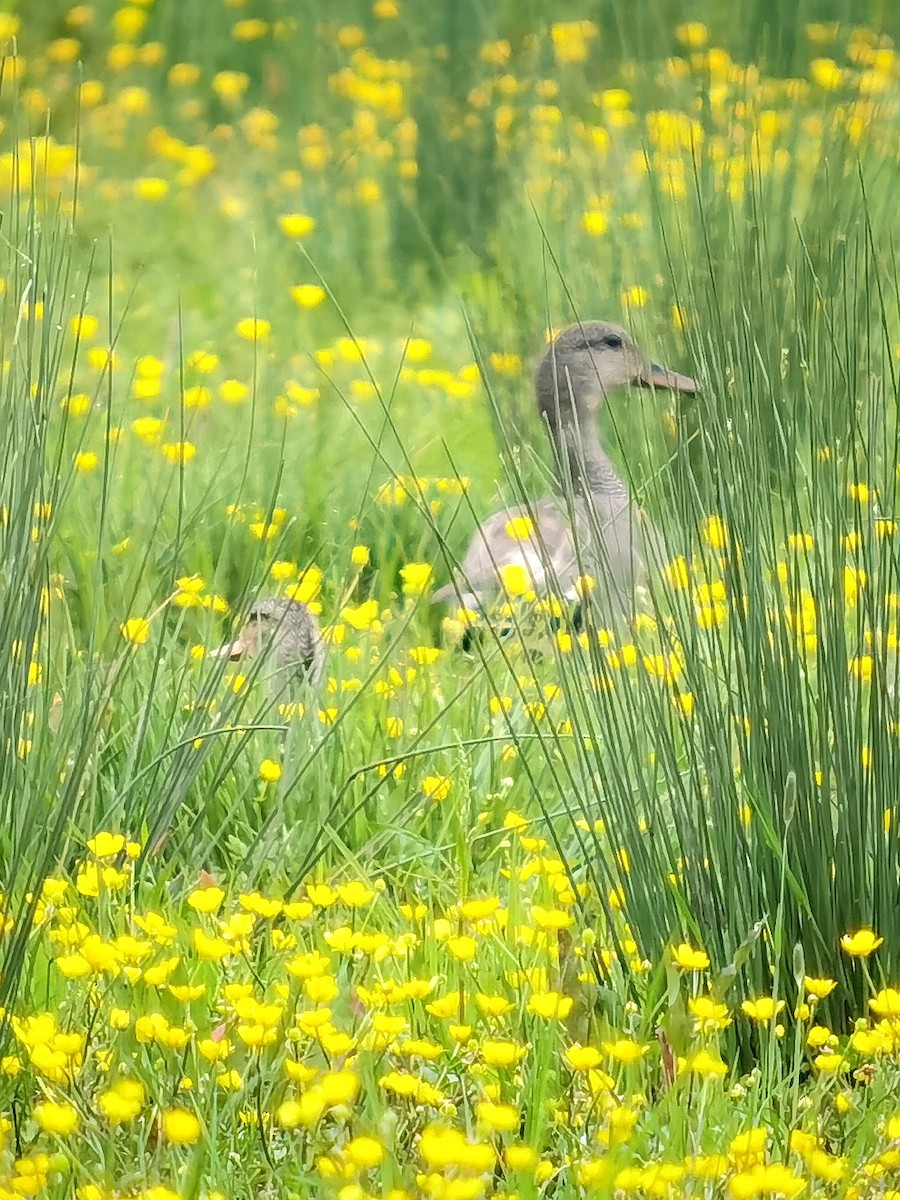 Gadwall - ML618976405