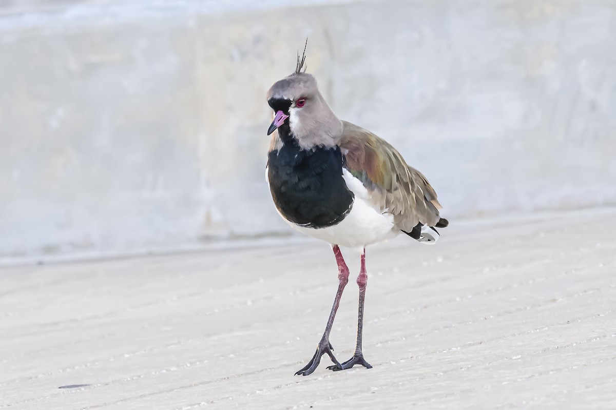 Southern Lapwing - Amed Hernández