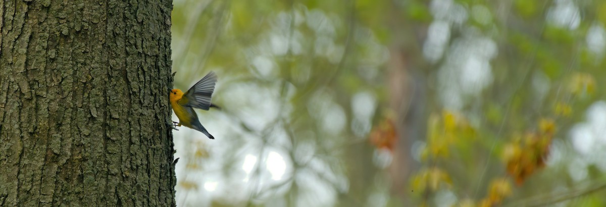 Prothonotary Warbler - ML618976431