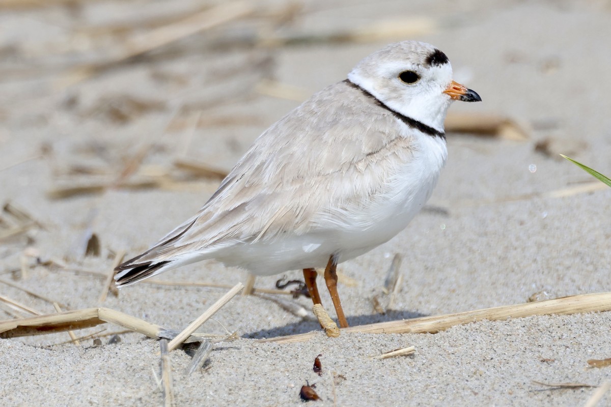 Piping Plover - ♏️ ©️