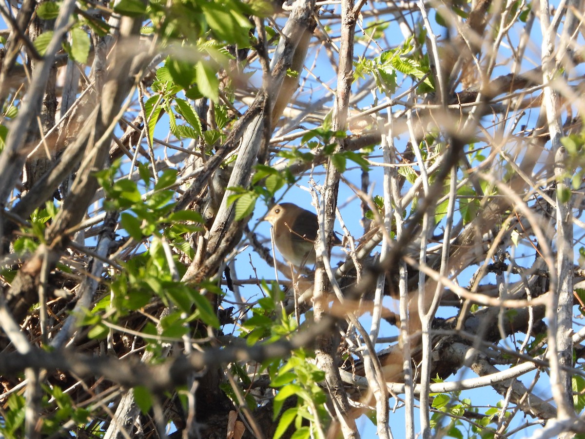 Gray-cheeked Thrush - Cole Sage