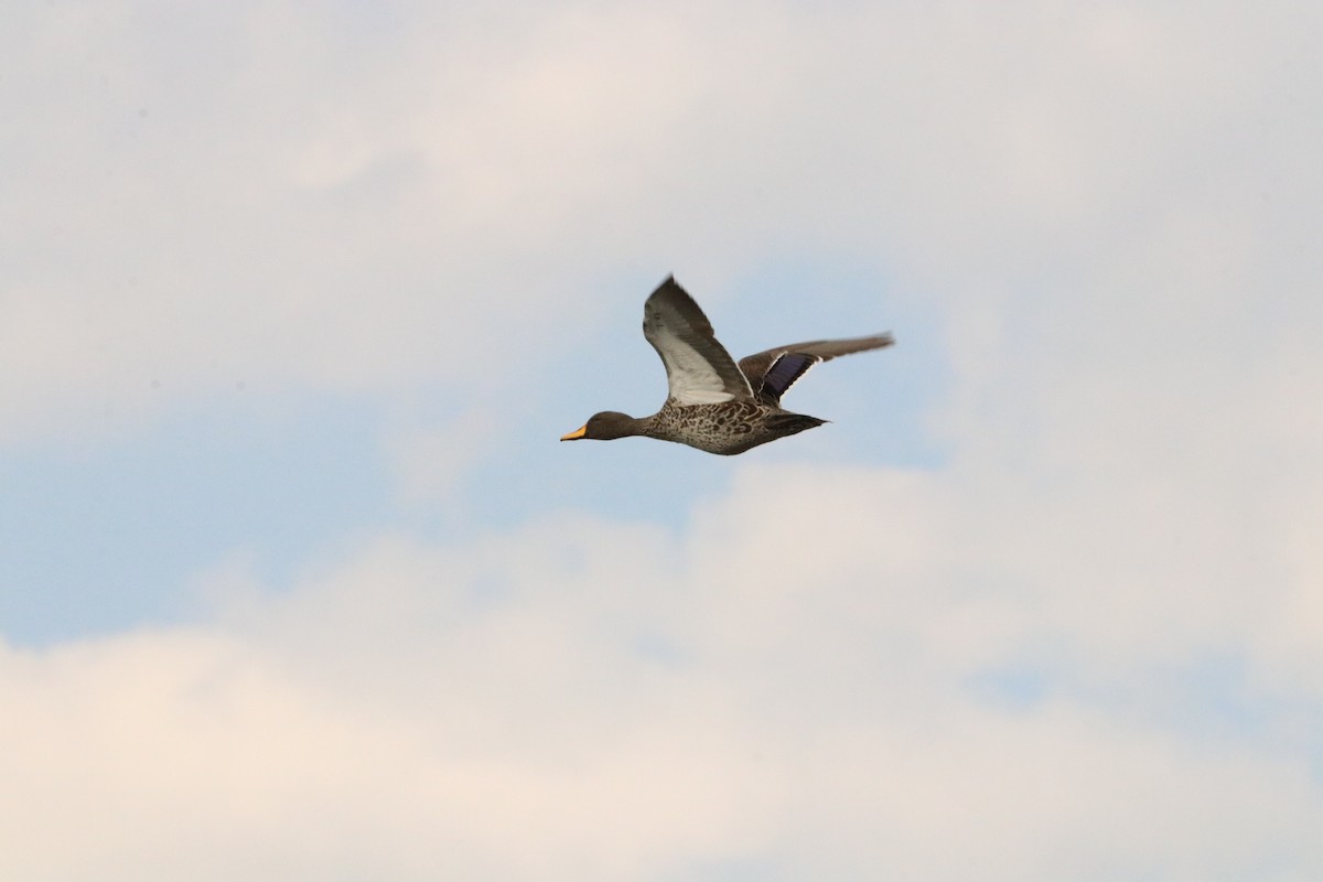 Yellow-billed Duck - ML618976456