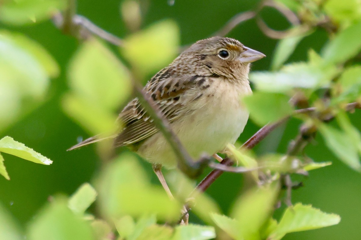 Grasshopper Sparrow - ML618976459