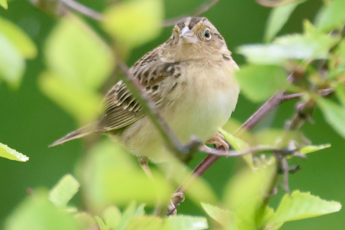 Grasshopper Sparrow - ML618976460