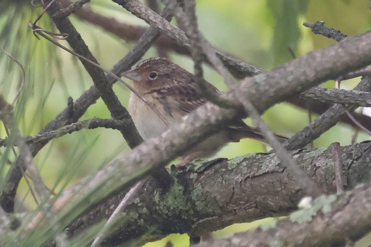 Grasshopper Sparrow - ML618976461