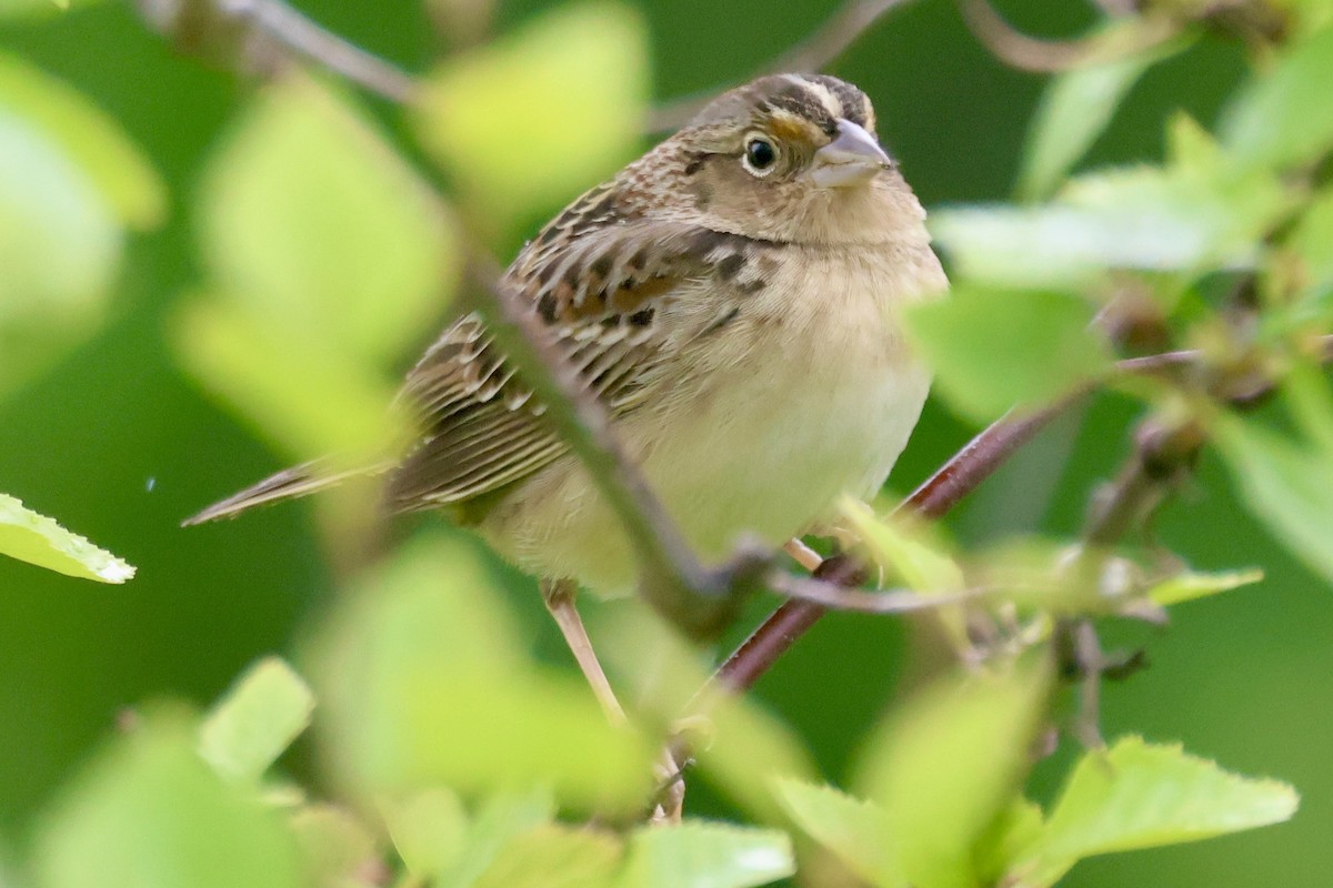 Grasshopper Sparrow - ML618976462