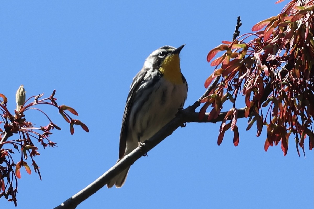 Yellow-throated Warbler - Warren Mumford