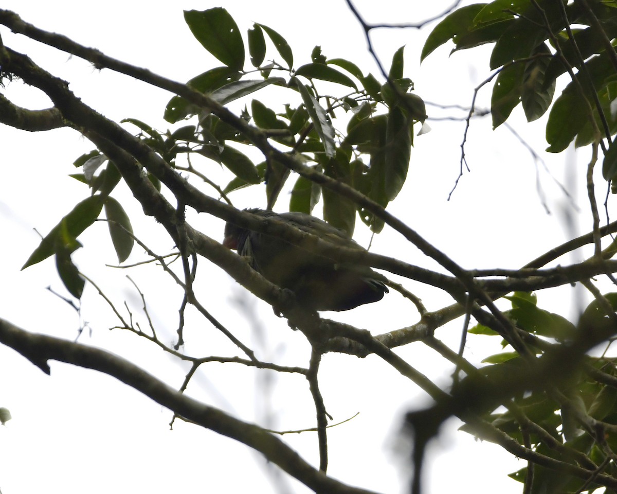 Red-billed Parrot - Experiencia Naturaleza Edwin Avella