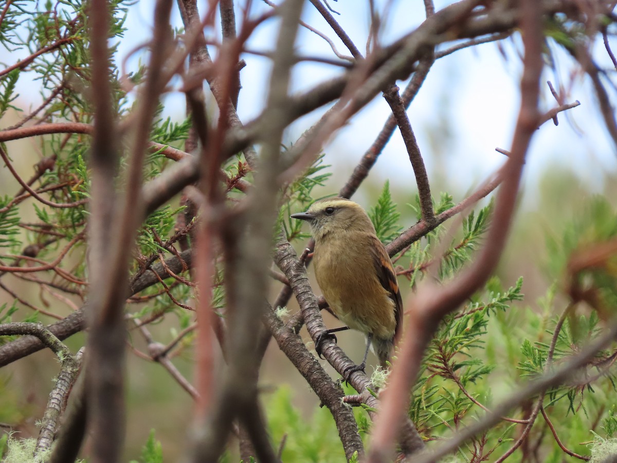 Brown-backed Chat-Tyrant - Cristian Cufiño