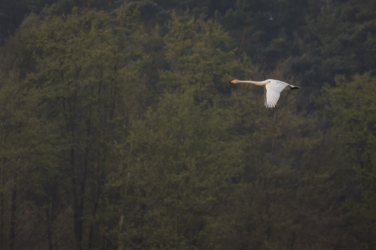 Whooper Swan - Alexander Hagge