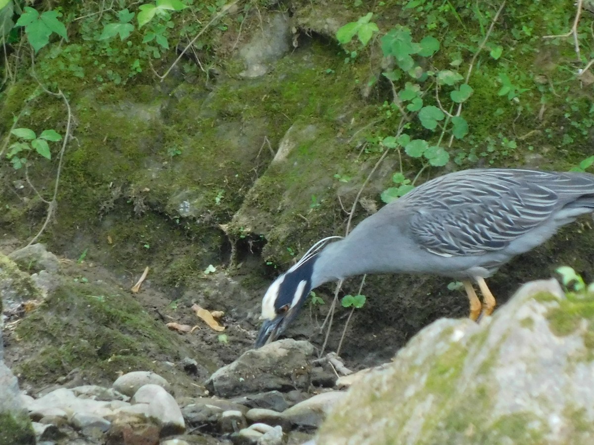 Yellow-crowned Night Heron - ML618976512