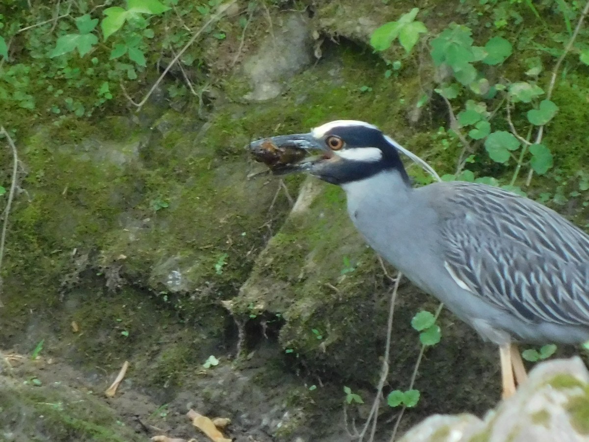 Yellow-crowned Night Heron - ML618976513