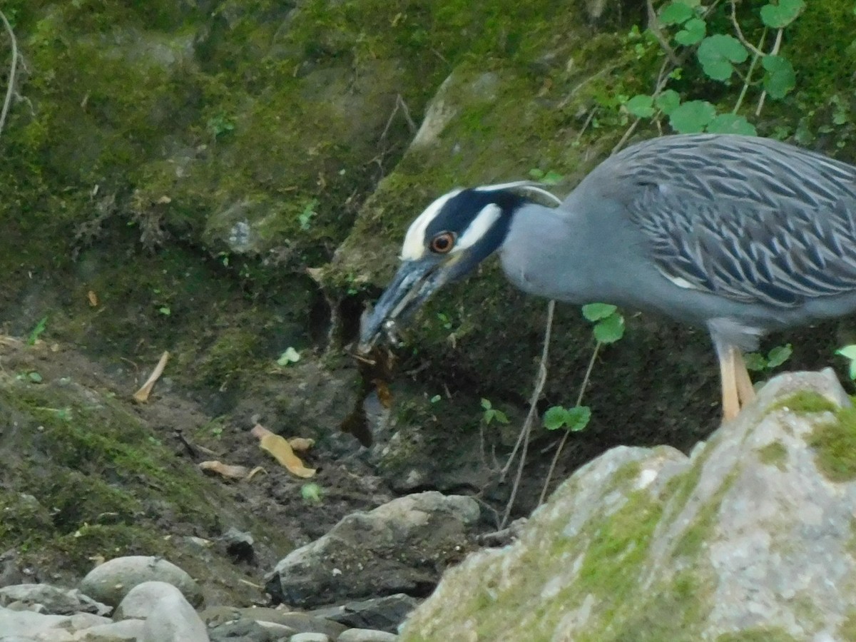 Yellow-crowned Night Heron - ML618976514