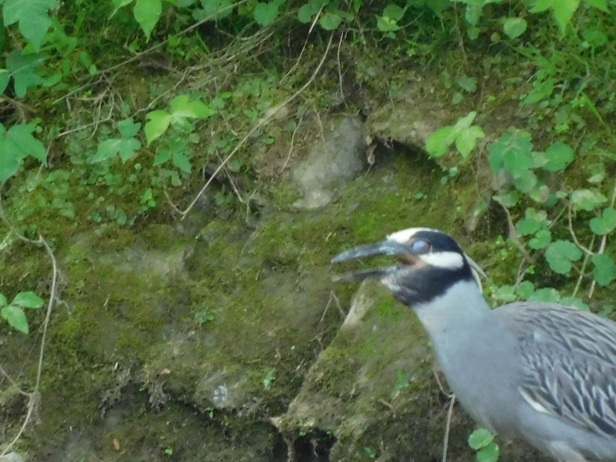 Yellow-crowned Night Heron - Billy Falls