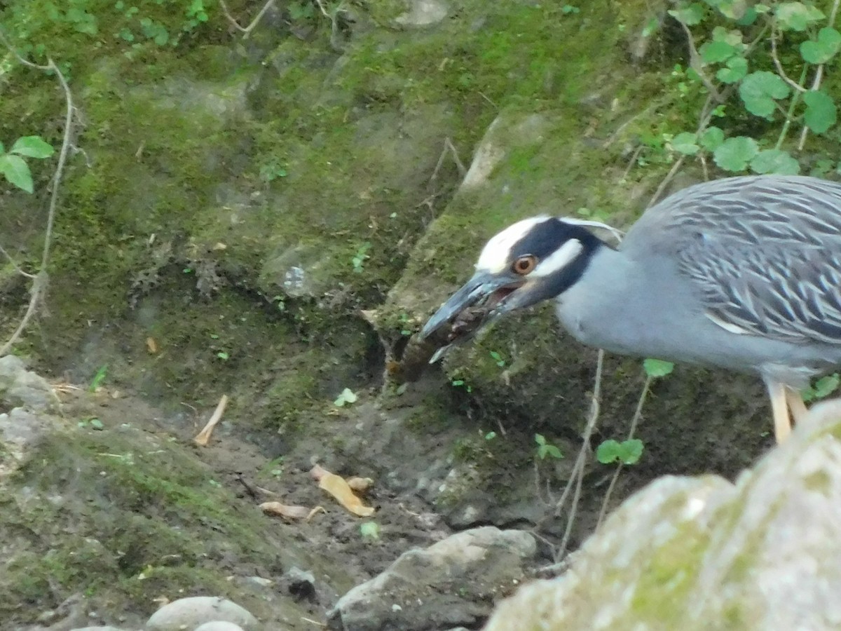 Yellow-crowned Night Heron - ML618976516