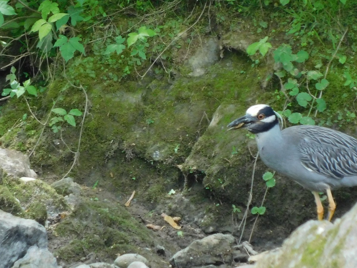 Yellow-crowned Night Heron - ML618976517
