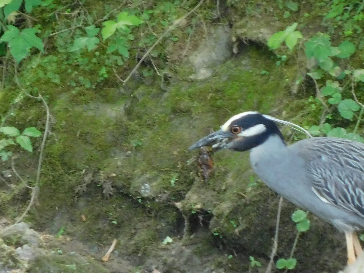 Yellow-crowned Night Heron - ML618976518