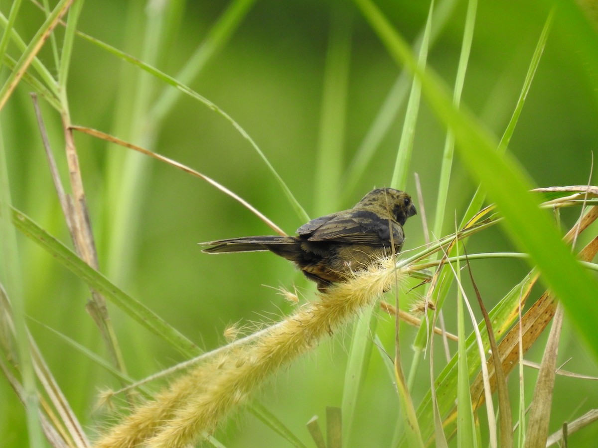 Variable Seedeater - Erick Barbato