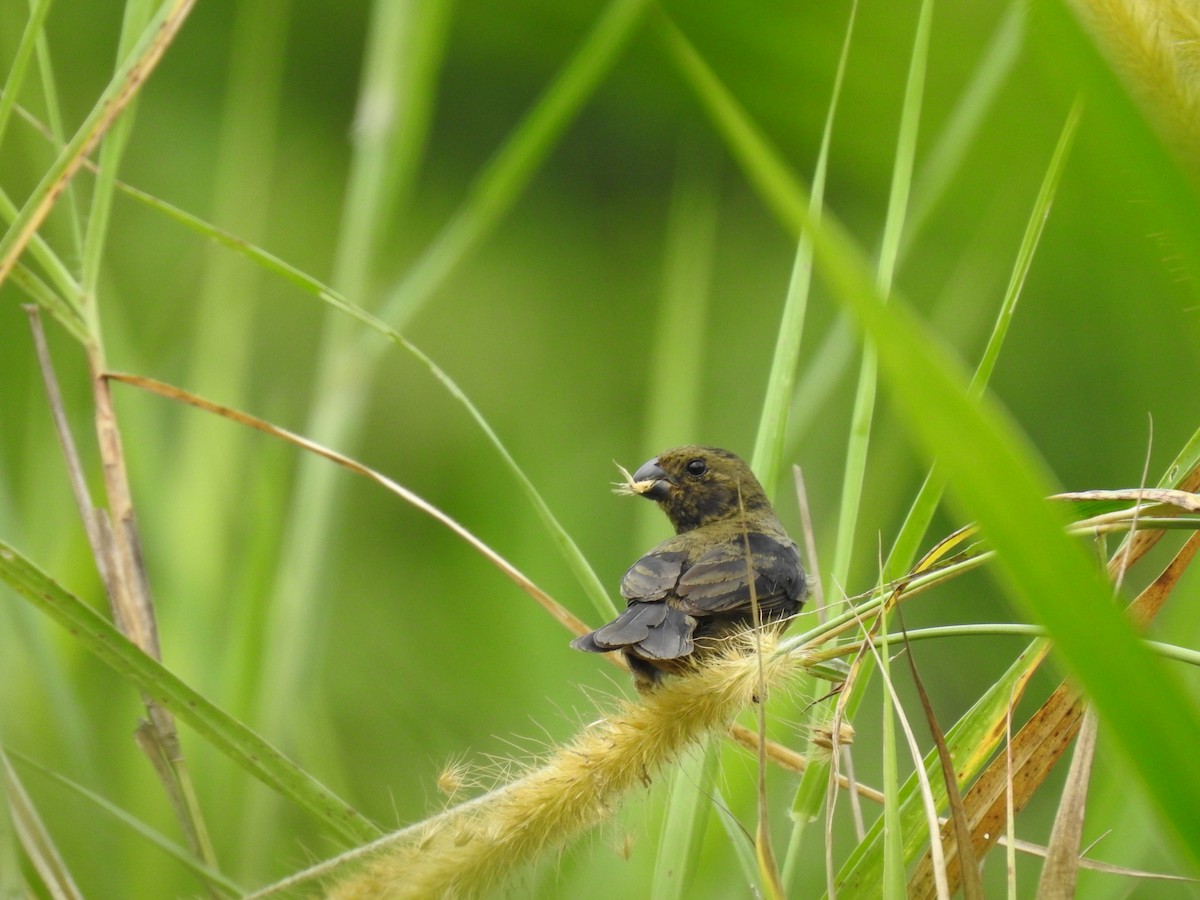 Variable Seedeater - Erick Barbato