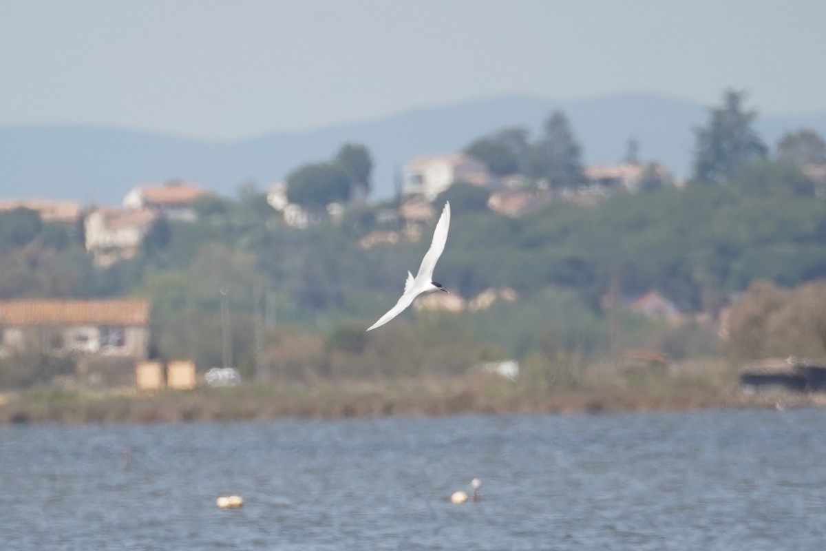 Common Tern - Daniel Pinelli