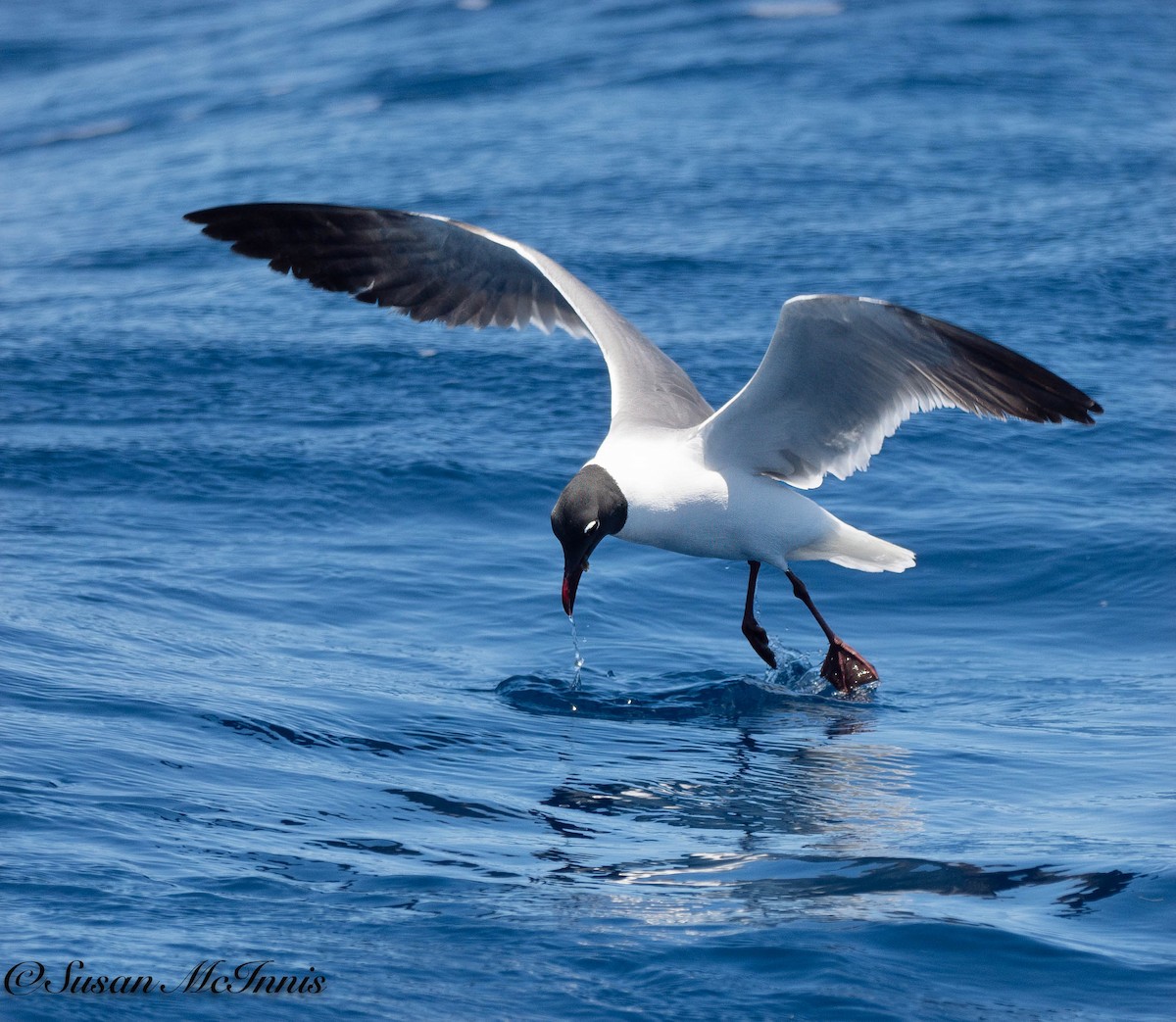 Laughing Gull - Susan Mac