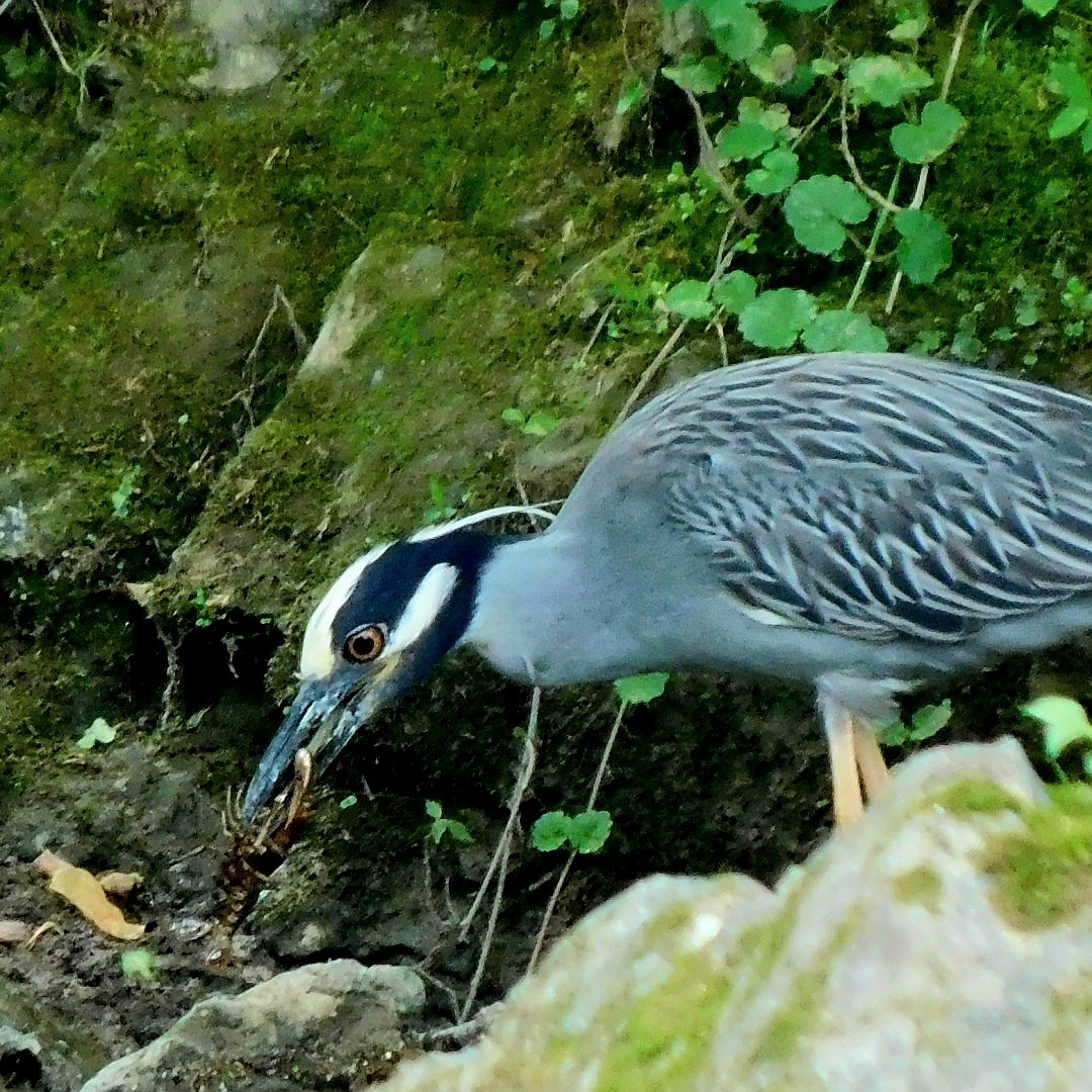 Yellow-crowned Night Heron - Billy Falls