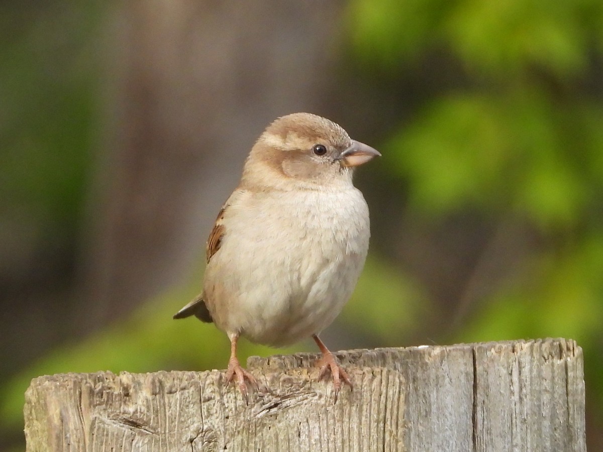 House Sparrow - Daniel Coderre