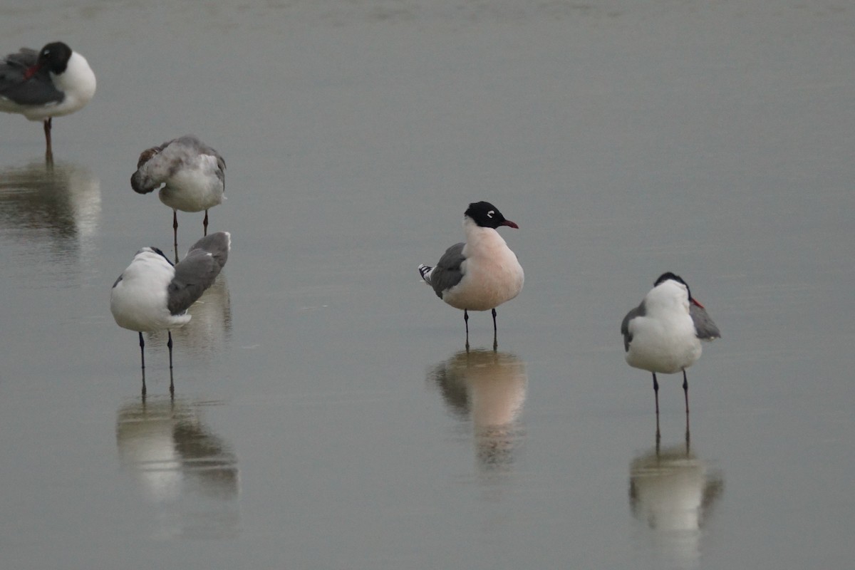 Franklin's Gull - Chase Wilson