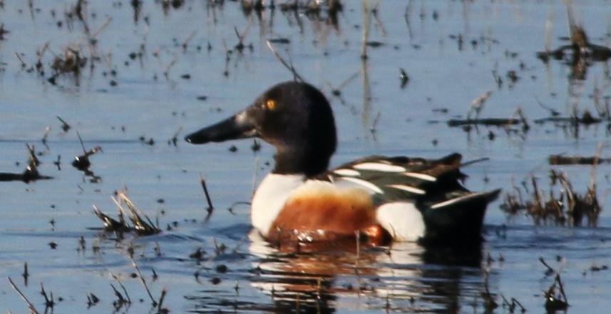 Northern Shoveler - ML618976631