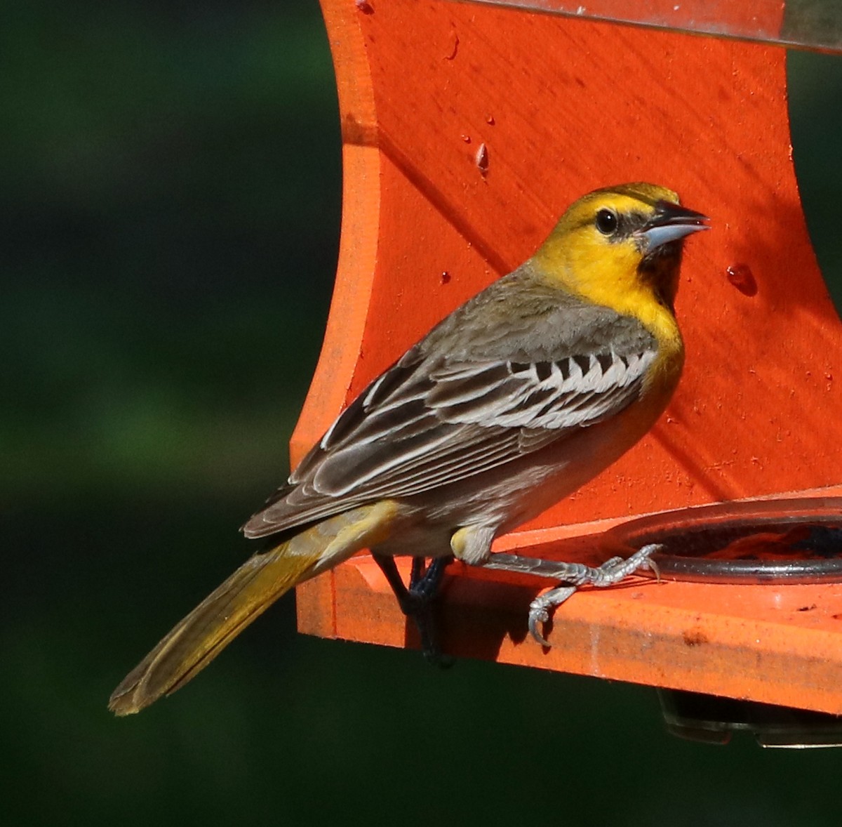Bullock's Oriole - Larry Sirvio