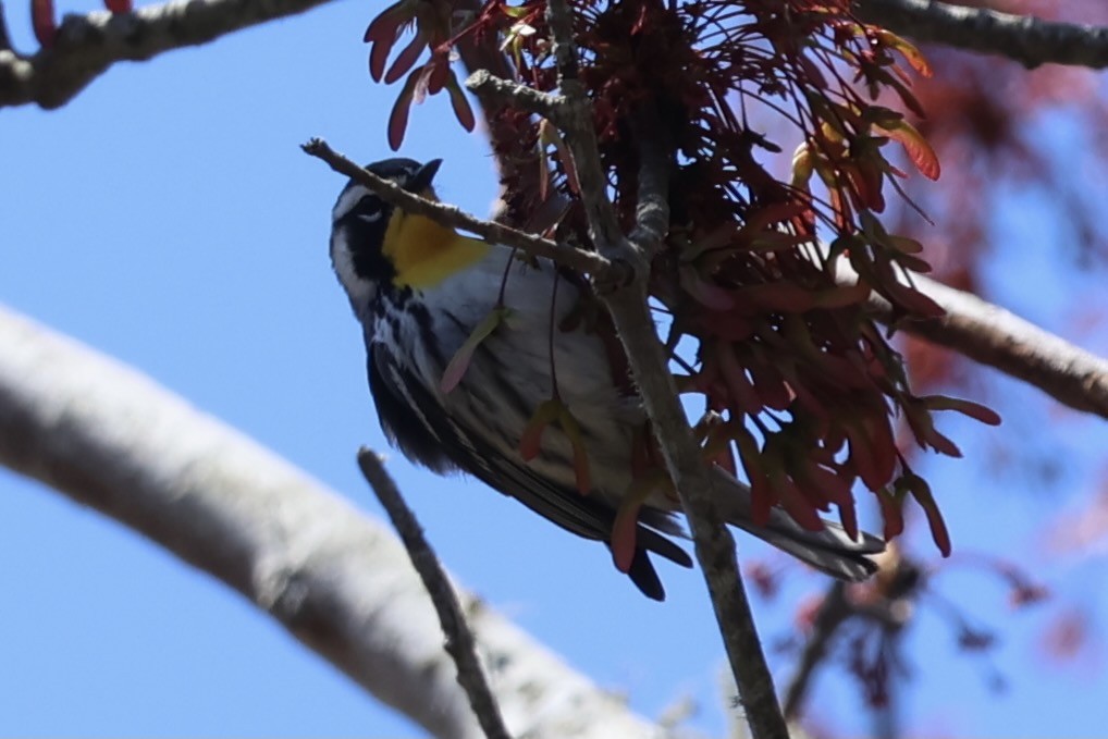 Yellow-throated Warbler - Warren Mumford