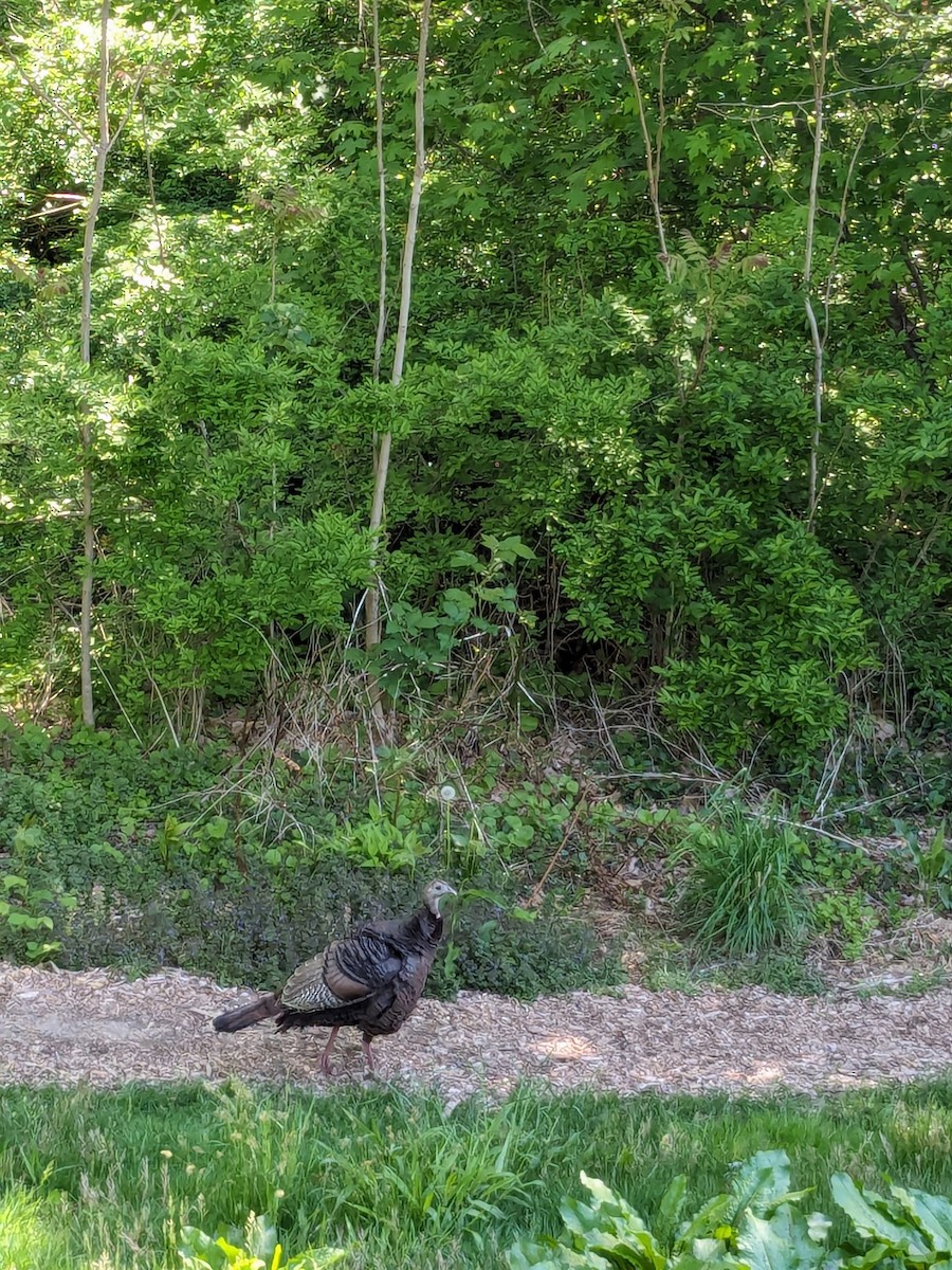 Wild Turkey - ML618976660