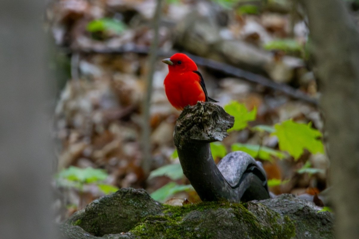 Scarlet Tanager - ML618976673